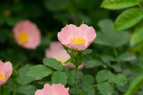 Aceite de Rosa Canina